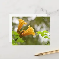 Elegant Yellow Trumpet Vine Flowers Bokeh Postcard