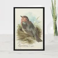 Vintage Robin, Christmas Holiday Card