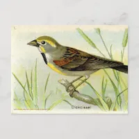 Dickcissel Postcard