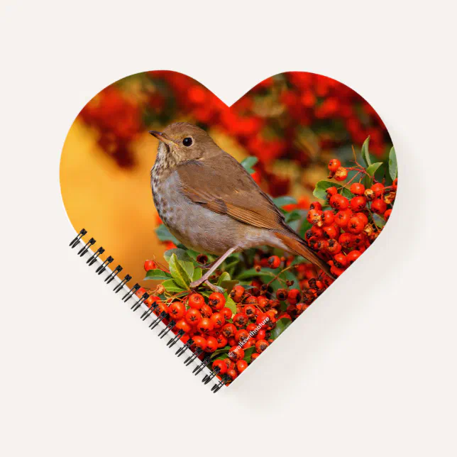 Hermit Thrush Songbird on the Scarlet Firethorn Notebook