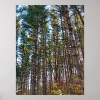 Beautiful Autumn Pine Trees Poster