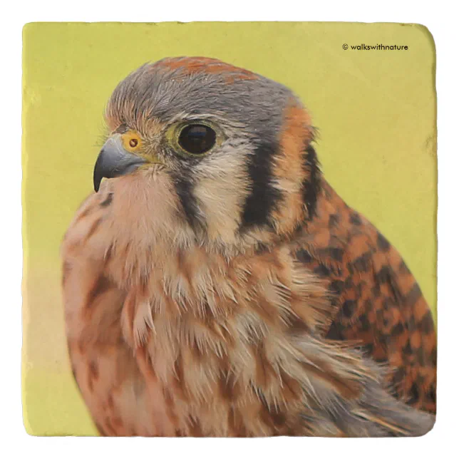 A Beautiful American Kestrel Falcon Trivet