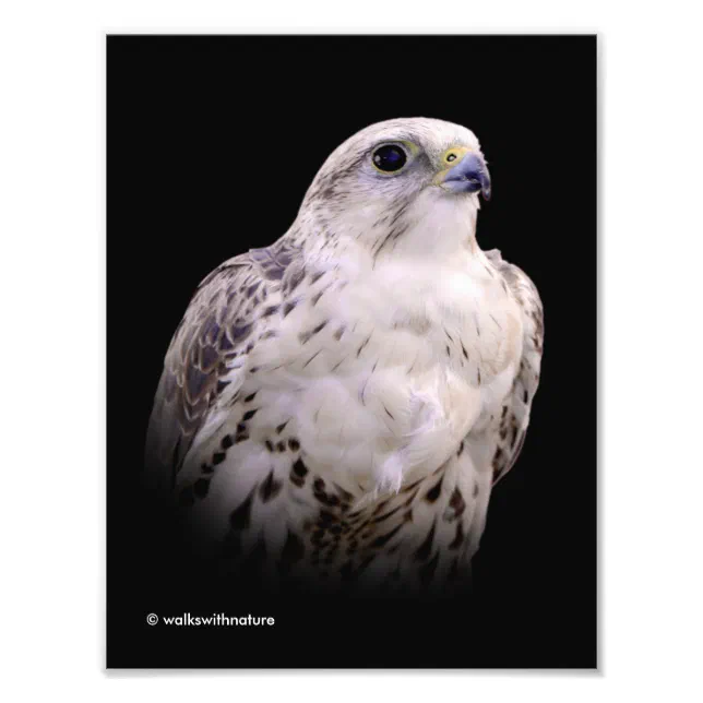 Vignetted Portrait of an Inquisitive Saker Falcon Photo Print