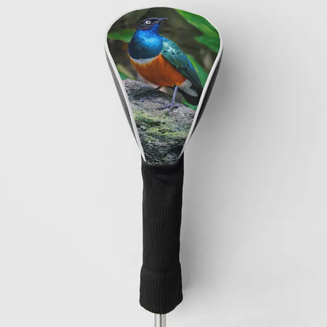 A Stunning African Superb Starling Golf Head Cover