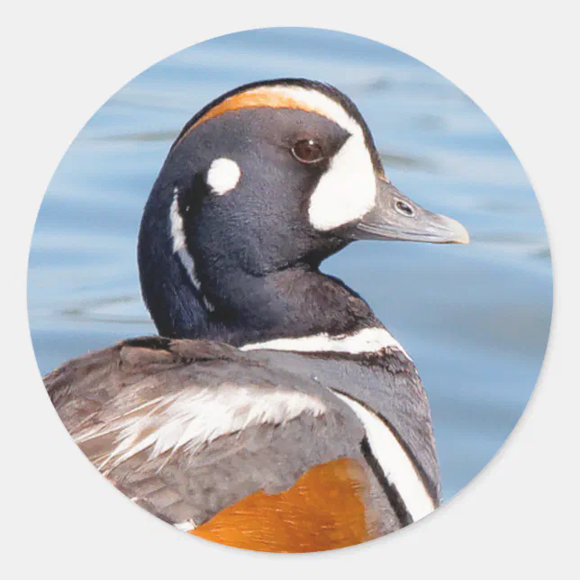 Beautiful Harlequin Duck on the Rock Classic Round Sticker