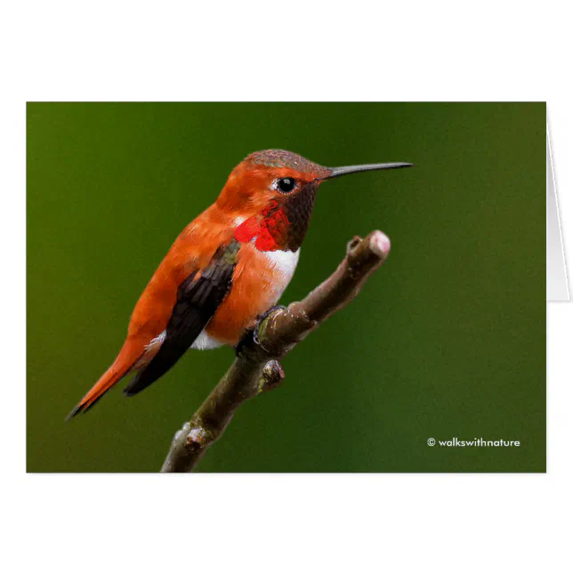 Stunning Rufous Hummingbird on Cherry Branch