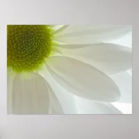 White Daisy Petals Poster