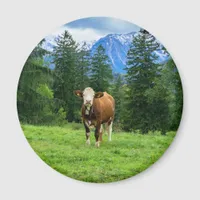 Cute cow in the pasture, photography magnet