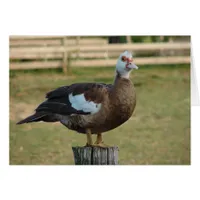 I'm a Seagull