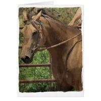 Western Buckskin Horse