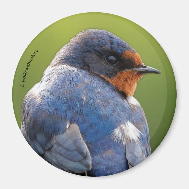 Beautiful Barn Swallow Magnet