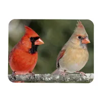 Northern Cardinal Photograph Flexible Magnet