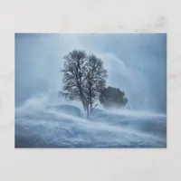 Tree winter storm blizzard blue postcard