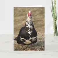 Muscovy Drake Card