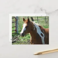 Beautiful Paint Horse Mare in Summer Pasture Postcard