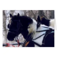 Pinto Draft Horses