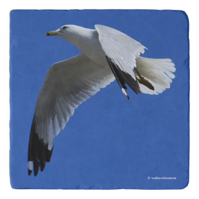 Breathtaking Ring-Billed Gull in Flight Trivet