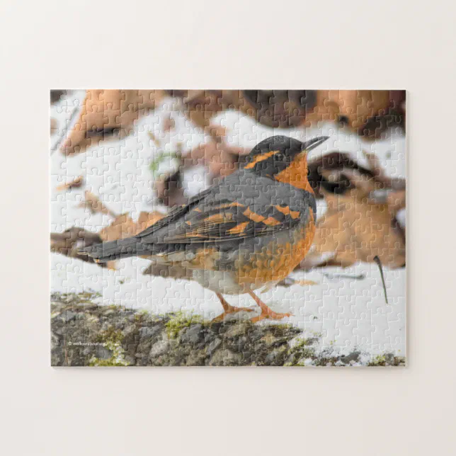 Beautiful Varied Thrush Songbird in the Snow Jigsaw Puzzle