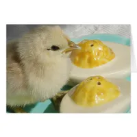 Chick and Deviled Eggs 2