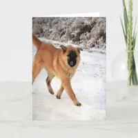 Dog Spotted on a Frosty Morning Walk All Occasions Card