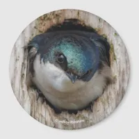 Tree Swallow in a Nestbox Magnet