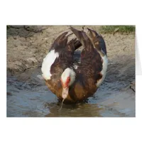 Muscovy Playing in a Puddle