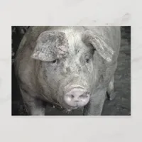Pig Postcard