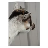 Baby Goat