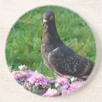 Pigeon and Mums Drink Coaster