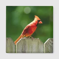 Northern Cardinal on Fence in Summer Magnet