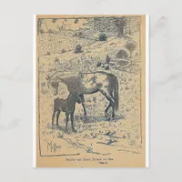 Mother Bent DownTo Me Black Beauty Postcard