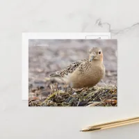 Beautiful Buff-Breasted Sandpiper at the Beach Postcard