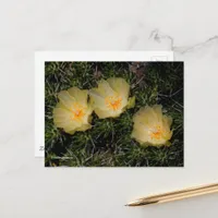 Beautiful Chilean Yellow Cactus Flowers Postcard