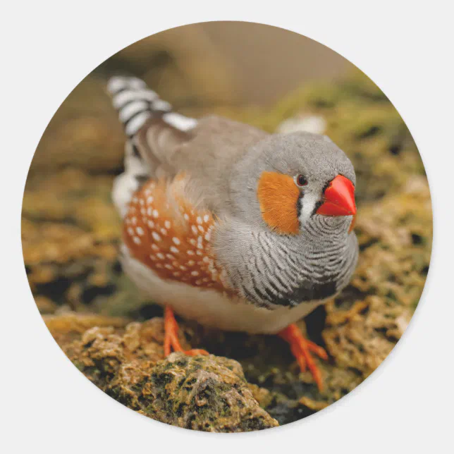 Zebra Finch on the Rocks Classic Round Sticker