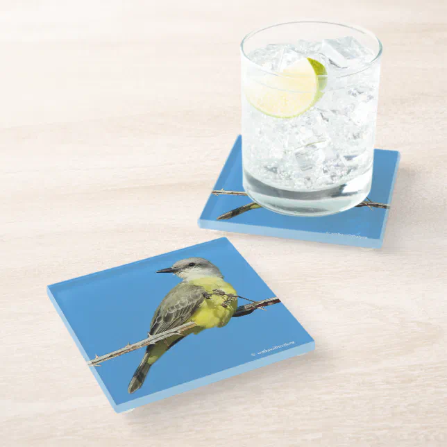 Stunning Tropical Kingbird on Blackberry Branch Glass Coaster