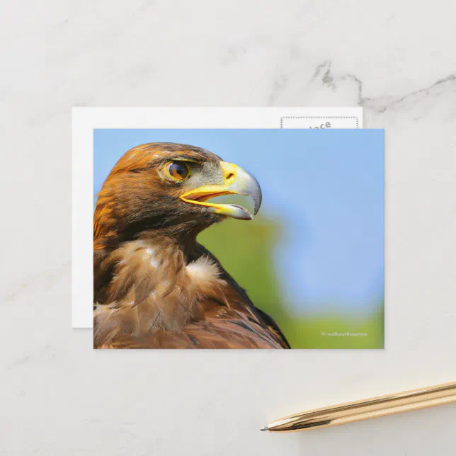 Vision of a Beautiful Young Golden Eagle Postcard