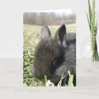 Baby Lionhead Bunny Card