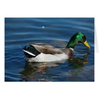 Mallard Drake