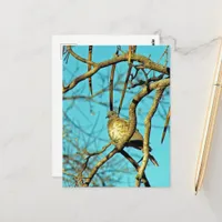 Beautiful Dove in a Tree Postcard