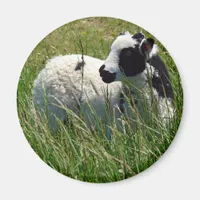 Jacob Ram Lamb Magnet