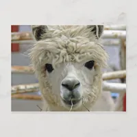 Adorable Postcard