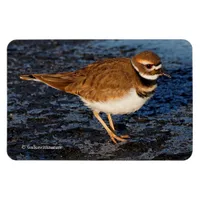 Killdeer on the Icy Mudflats Magnet