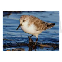 Cute Sanderling Sandpiper Wanders Wintry Shores