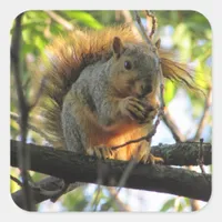 Cute Squirrel with Nut in Tree Stickers