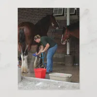 Bathing Horses at the fair Postcard