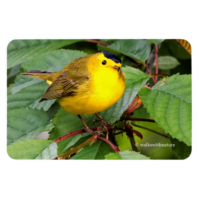 Beautiful Wilson's Warbler in the Cherry Tree Magnet