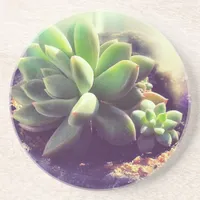 Hen and Chicks Plant Drink Coaster