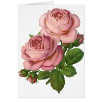 Vintage Pink Roses