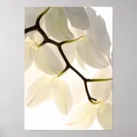 White Orchids on White Poster