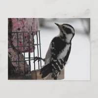 Downy Woodpecker Postcard